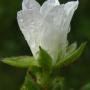 California Blackberry (Rubus ursinus): The bloom on this native Blackberry has not fully opened yet.